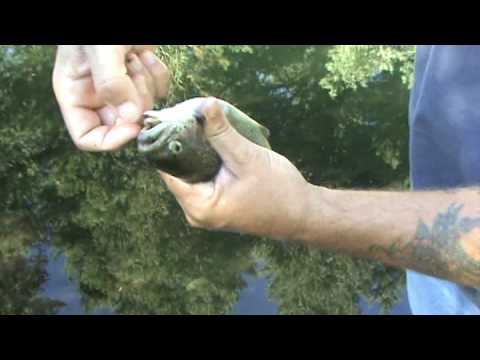how to properly gut a trout