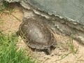 desove-de-tortuga.html