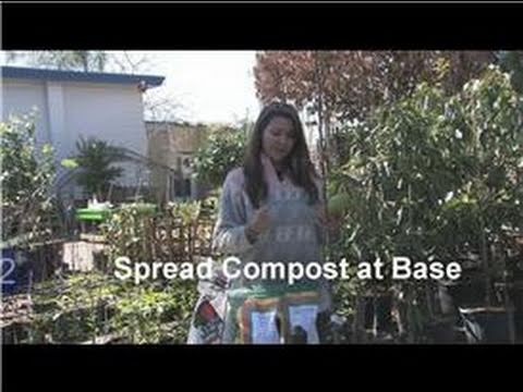 Fruit Trees 101 : How to Take Care of a Pear Tree