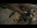 videos de Wolverine Trophy getting ready for Taxidermy