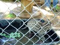 Fishing cat kitten Tori goes after goldfish