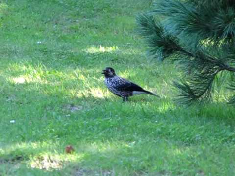 how to collect nutcrackers