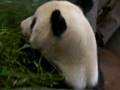 Panda at the Memphis Zoo - Lunch Time