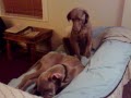 02112009033 Sofa Hoggers