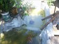 new pond new pond