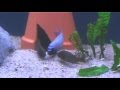 female polit fight