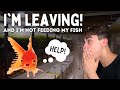 Feeding Aquarium Fish While On Vacation