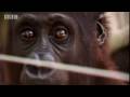 Will Young meets orphaned baby gorillas & illegal bush meat - Saving Planet Earth - BBC