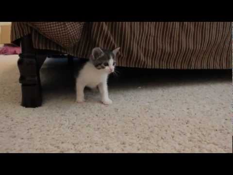 how to care for a 4 week old kitten