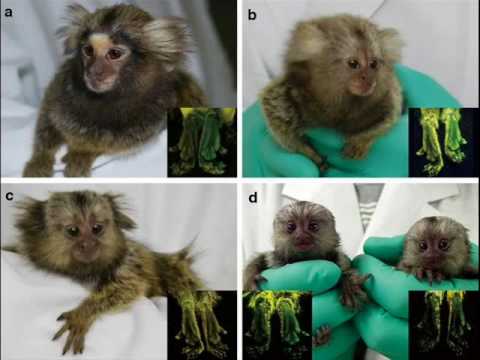 ANIMAIS TRANSGÊNICOS.