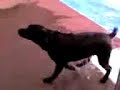 Abby in the Pool