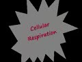 Cellular Respiration Rap