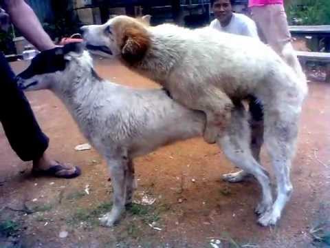 gratis download video - tontonan-khusus-dewasa