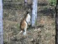 big-reds-while-out-prospecting-skippy.html