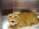 Mad Kitty