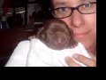 Molly the Cutest Chocolate Lab Puppy in the World!