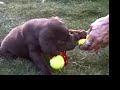 molly the cutest chocolate lab puppy in the world!
