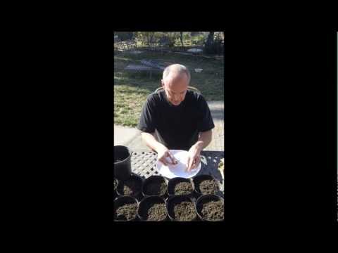 how to harvest iris seeds