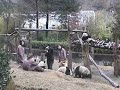 Wolong Wolong