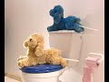 Caniche WC - Parodie de pub Caniche WC - Parodie de pub