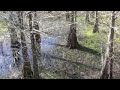 Buying Swamp Land in Florida Buying Swamp Land in Florida