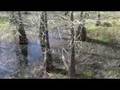 Buying Swamp Land in Florida
