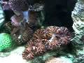 syun's reef tank