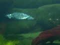 Sea Turtles