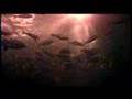 Marine Reserves - Arabic