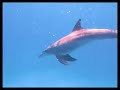 Dolphins 2008