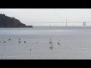 San Francisco Opti Champtionship