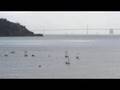San Francisco Opti Champtionship