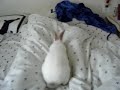 Sorina, the crazy rabbit
