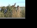 Duck Hunting with Argentina Sportsman