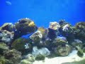 chromis viridis