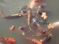 el-ataque-asesino-de-los-peces-del-jardin-japones.html