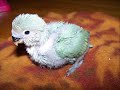 Growth Progression of a Lovebird Baby