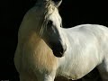 chevaux espagnol - belle andalouse chevaux espagnol - belle andalouse