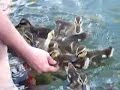 Lubbock Fish Pond with Young Ducks 1 Lubbock Fish Pond with Young Ducks 1