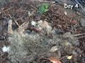 Rabbit decomposition (time-lapse video)