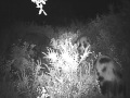 Video camara nocturna caza aguardo jabali 6