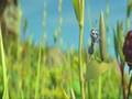 A Bug's Life (beginning)