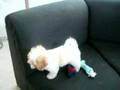 Cavachon