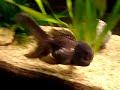 Calico Ranchu Fishtank in Germany Calico Ranchu Fishtank in Germany