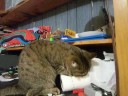 Some random never before seen scenes of the world renowned YouTubian Superstar cat.... SUZY!!!Music:Bassoon Concerto in B Flat Major, K. 191 - I. Allegro fromwww.Musopen.comI need to add that you shouldn't leave your cat unsupervised with a ball and elastic string hooked to a fixed object. I had to rescue Suzy one time when her neck got terribly wound up in the elastic string.