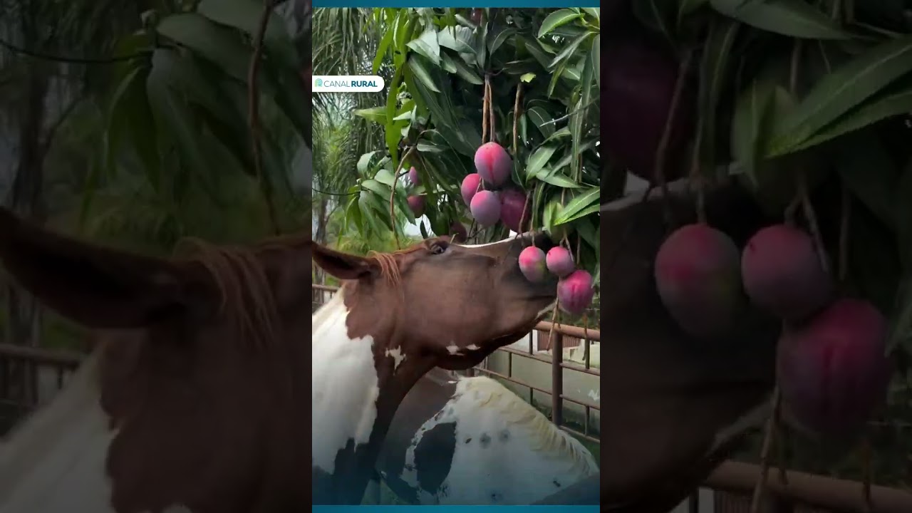 Cavalos fazem banquete direto do pé de manga