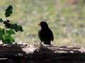 Chants d'oiseaux de France partie 1