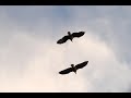 Fly Eagle Fly