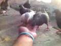 videos de Spartano Domador