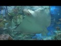 Aquarium Tokyo 200805